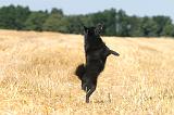 SCHIPPERKE 060